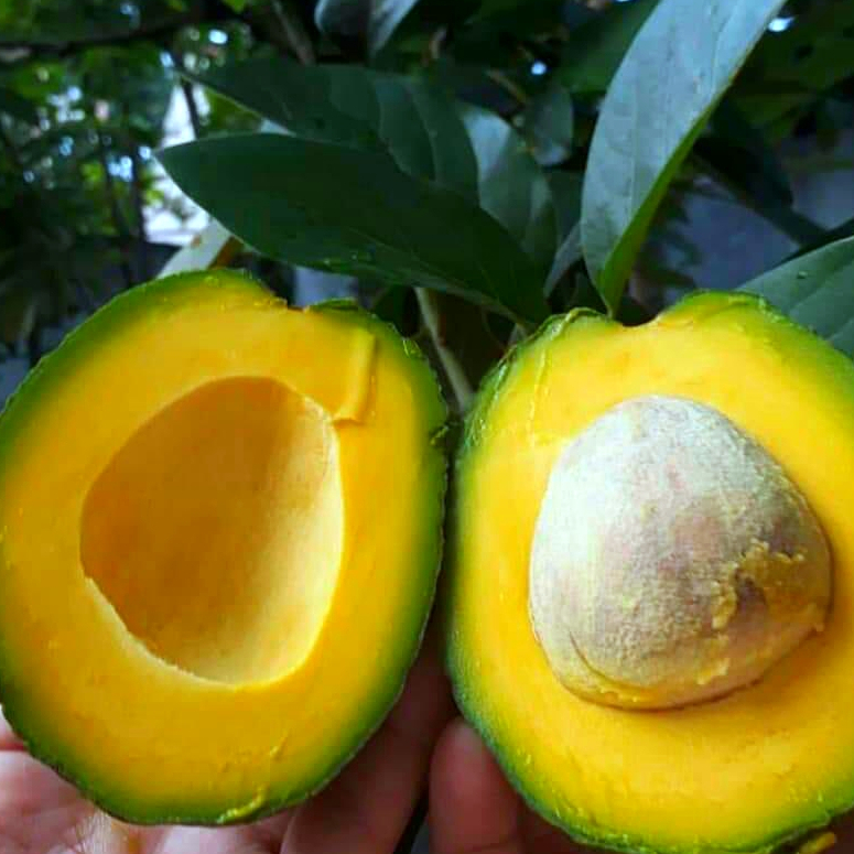 Bibit Alpukat Miki Super Cepat Berbuah Siap Tanam Harga Murah