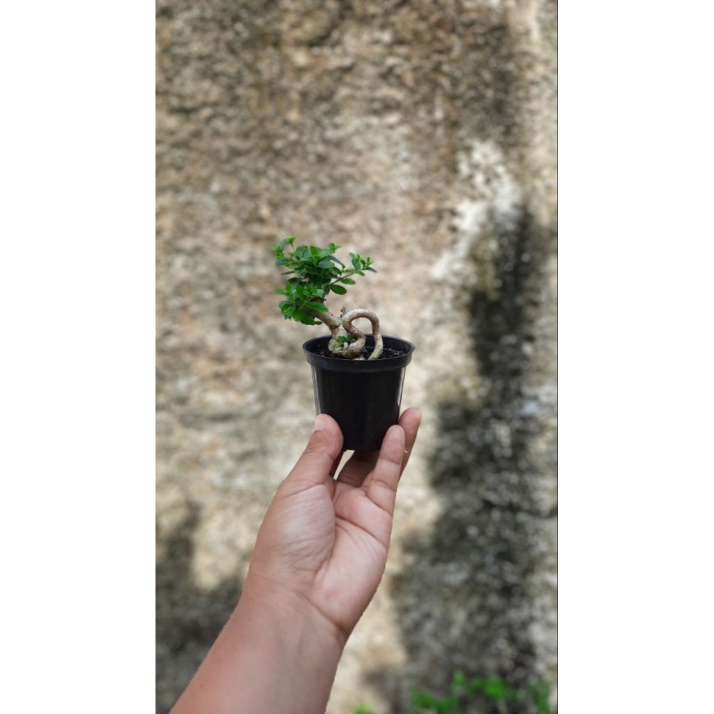 Bonsai Sancang Mini Mame Shito 10cm Pot Plastik.
