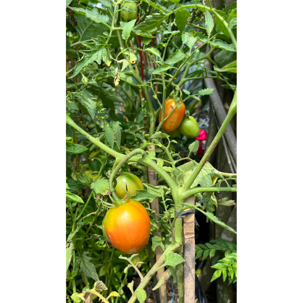 Bibit Tanaman Tomat Sudah Berbuah Besar