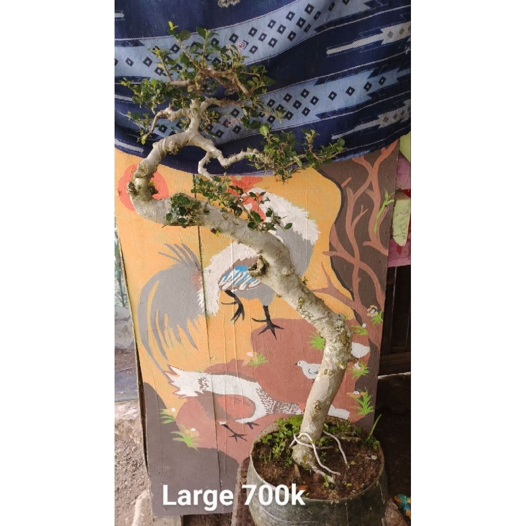 Bonsai jadi siap pajang Bonsai serut