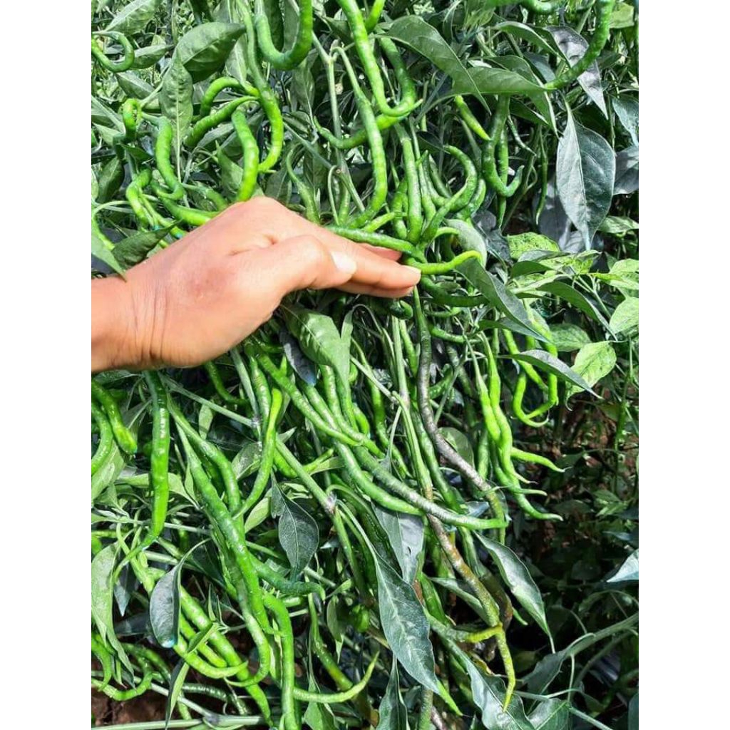 Benih Cabe Lokal Batu Garut unggul