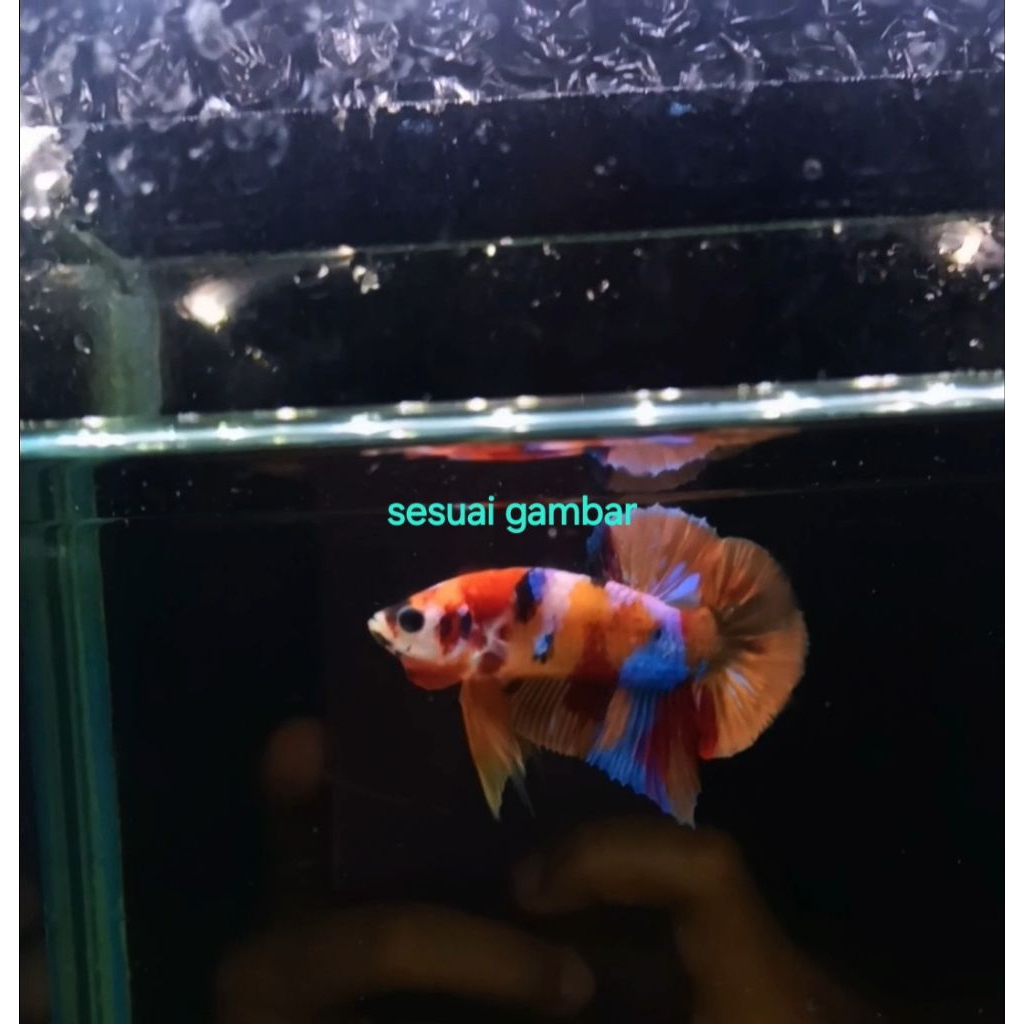 Cupang Multicolor grade A+