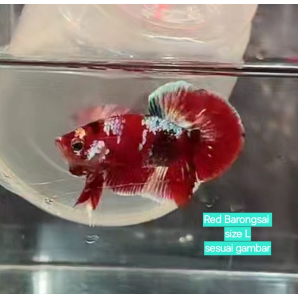 Cuapang Red Barongsai