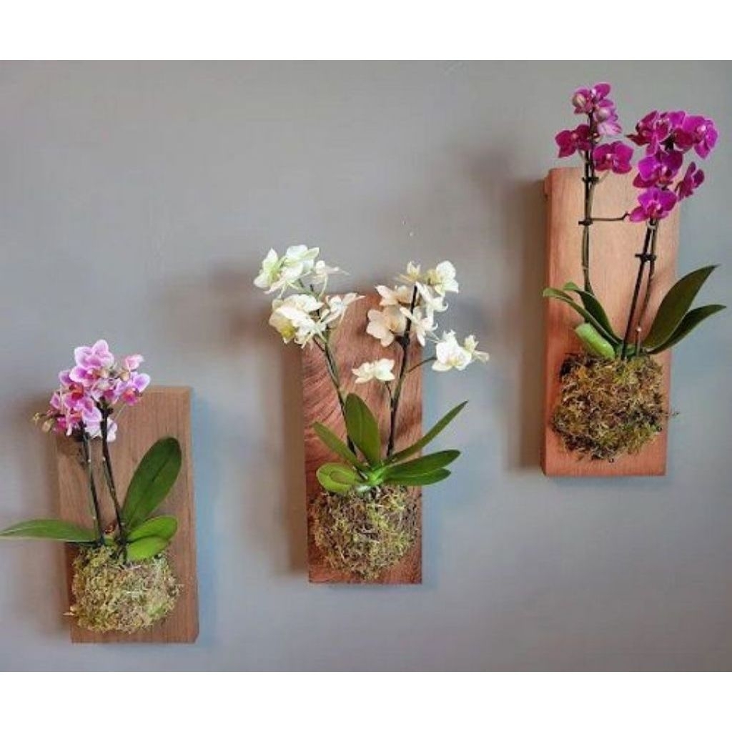 Media tanam anggrek/kulit kayu mahoni ukuran 10x20cm