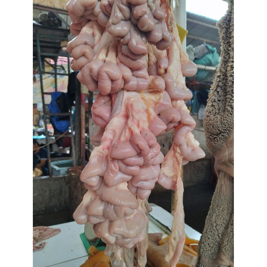 Usus sapi