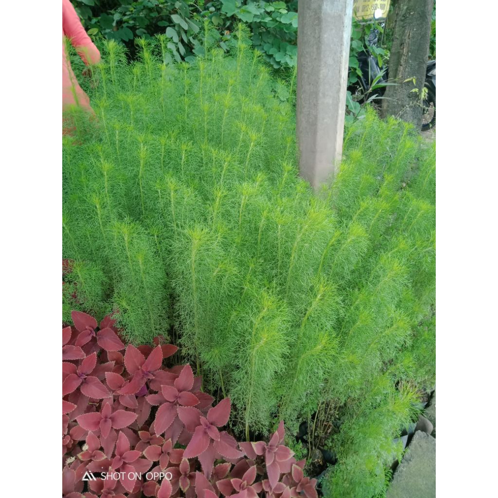 Tanaman Pagar CEMARA AIR