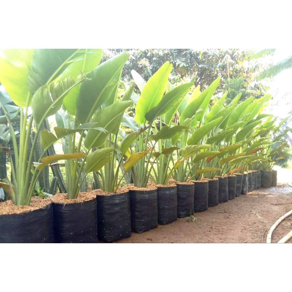 Tanaman Hias Pisang Kipas tinggi 1 meter - pohon pisang kipas