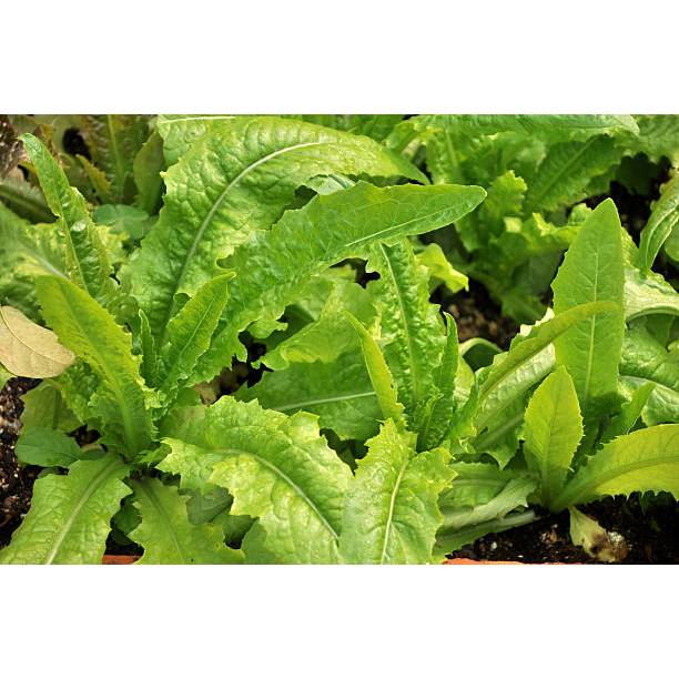 SUBUR BIBIT SELADA SIOMAK