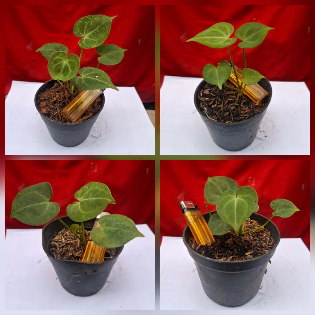 Anthurium Clarinervium Dark Form