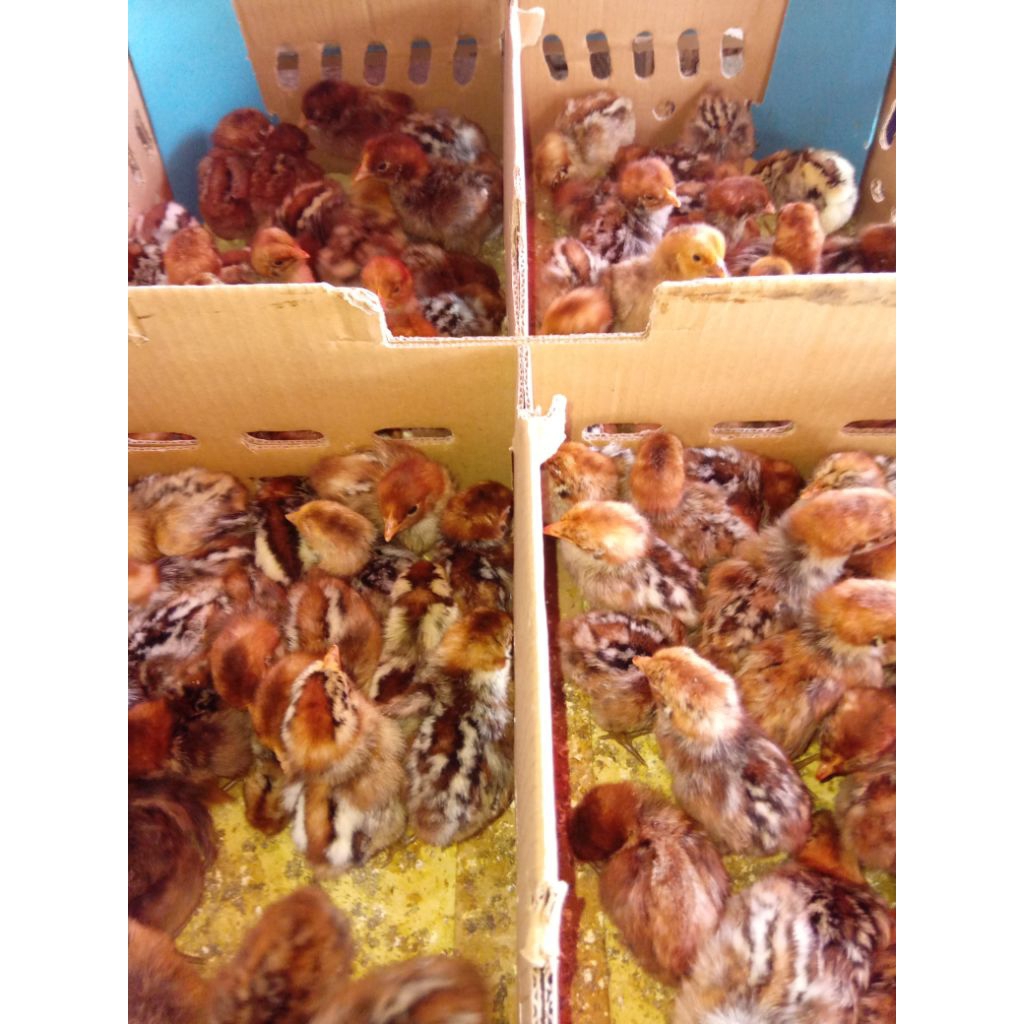 Doc Ayam Arab Brown Pilihan Kualitas Terbaik