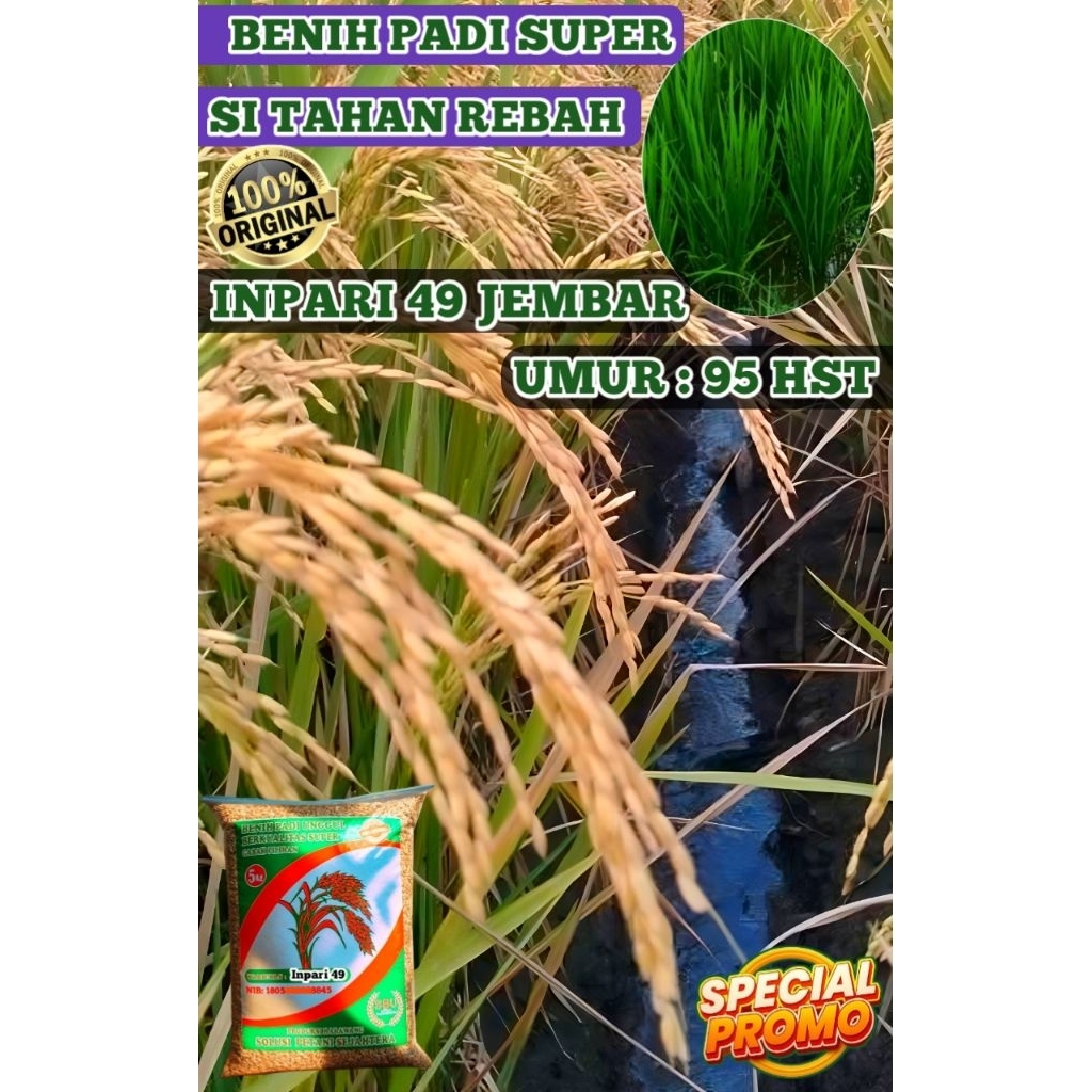 BENIH PADI UNGGUL INPARI 49 JEMBAR KEMASAN 5KG