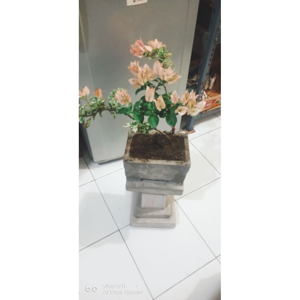 Bougenville Sakura Belacan