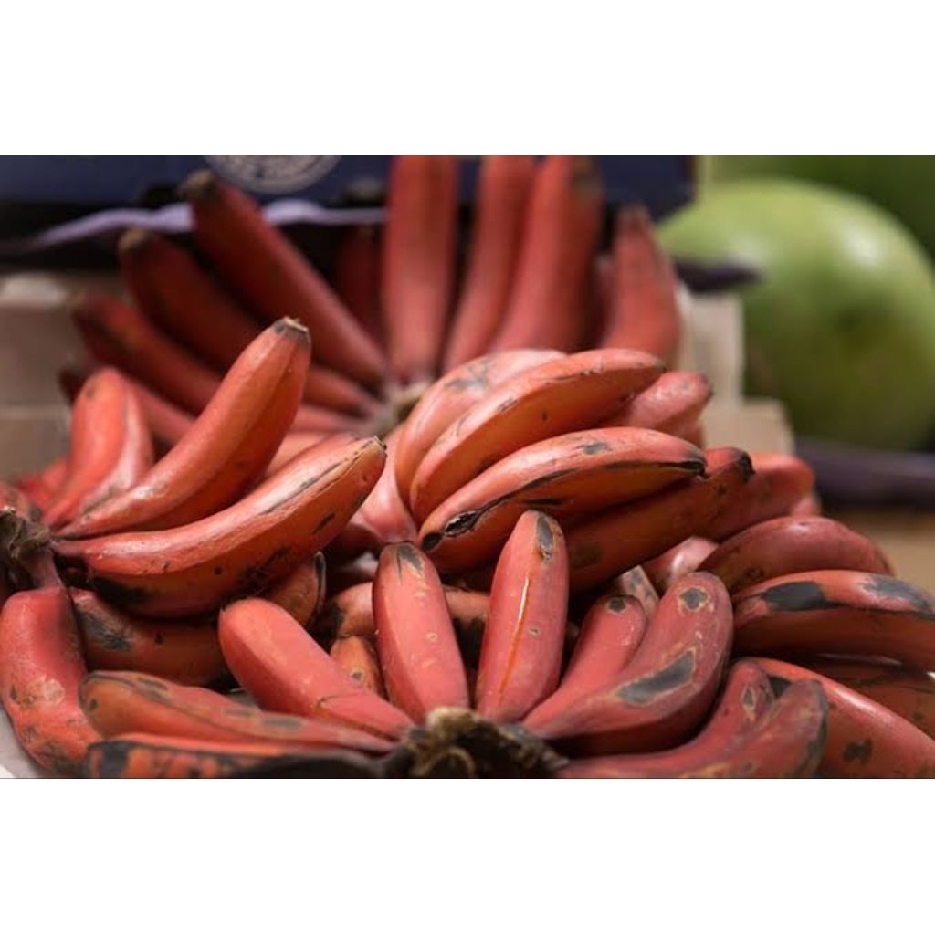 BUAH PISANG MERAH - PISANG GENDIS 1 KG
