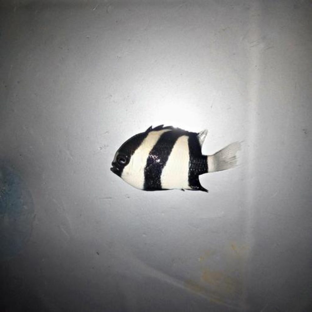 Betok Zebra Size SM | HIAS AIR LAUT