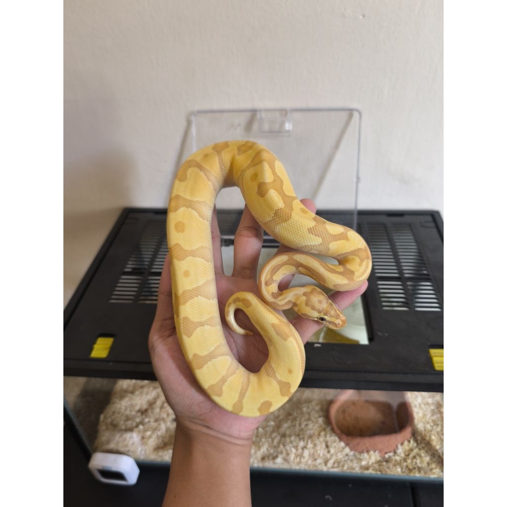 ball python