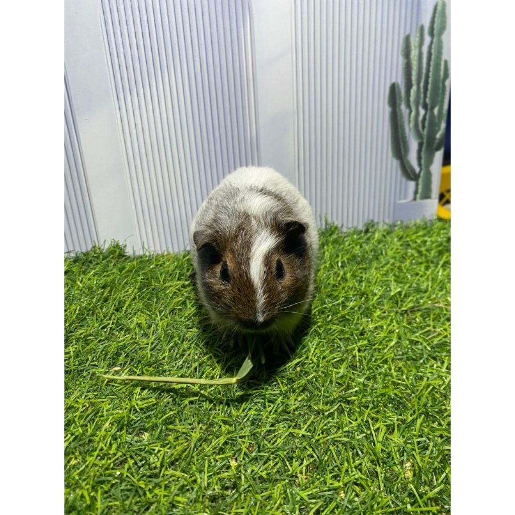 marmut American/Guinea pig American