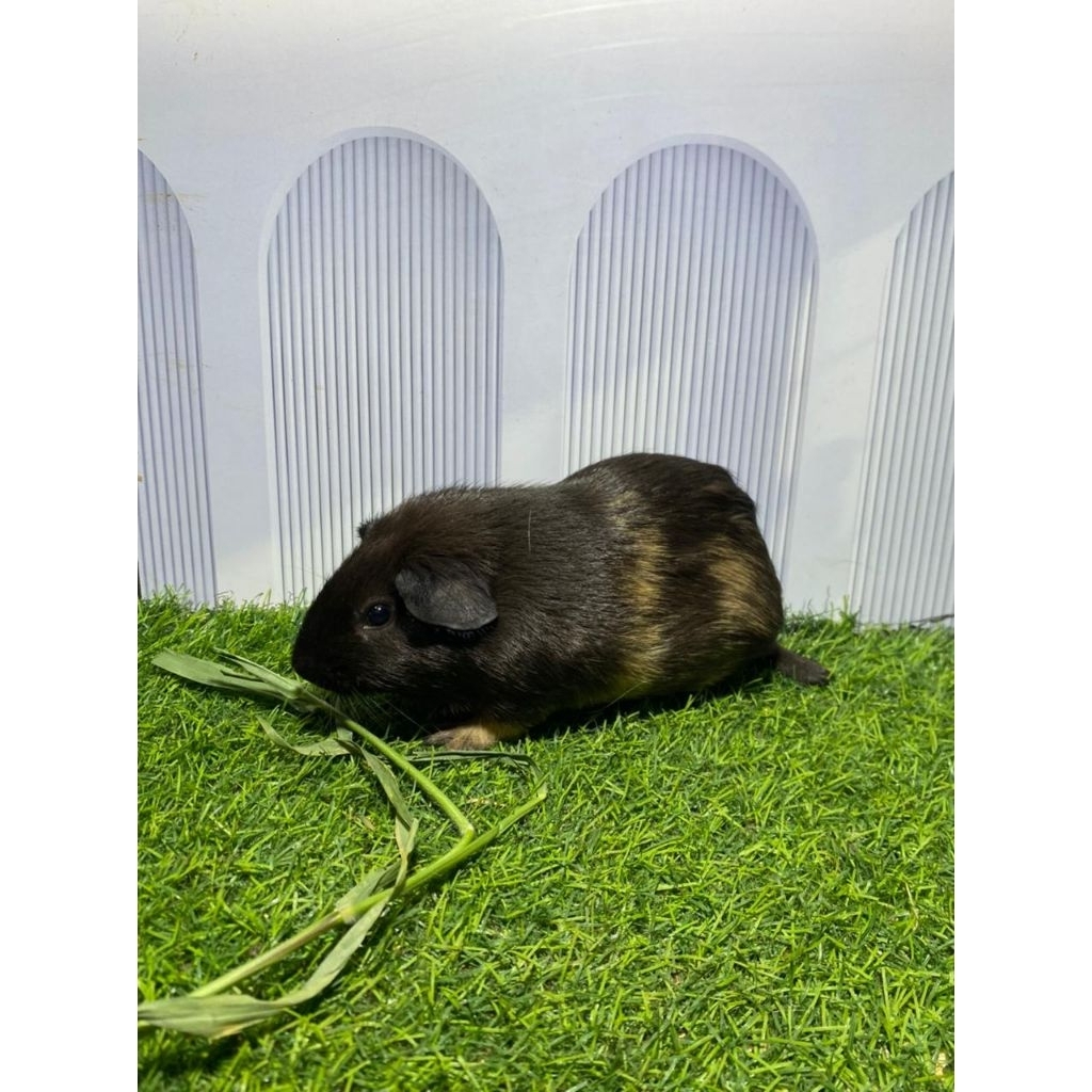 marmut American/Guinea pig American