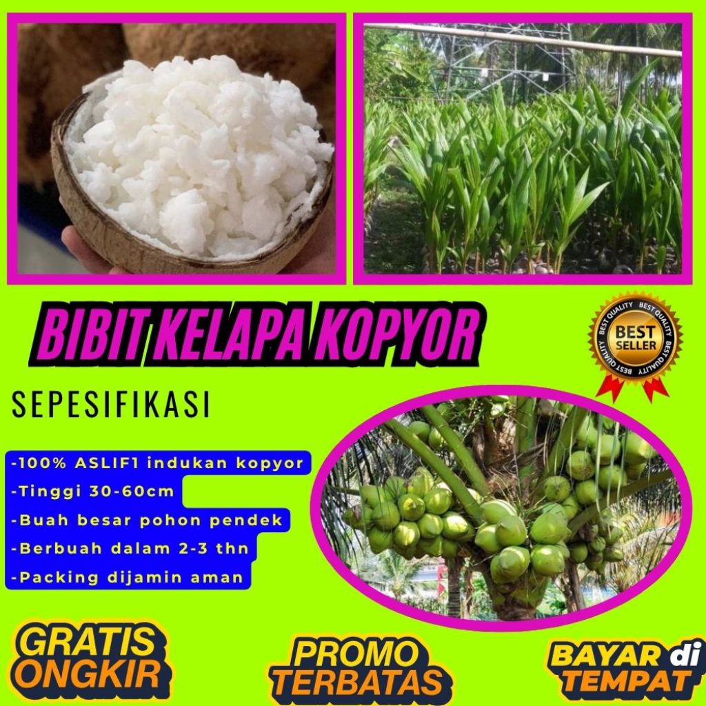 TERPERCAYA  Bibit Kelapa Kopyor Trubus