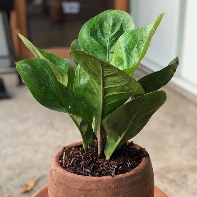 tanaman hias anthurium jemani cobra / antorium jemani kobra - antorium