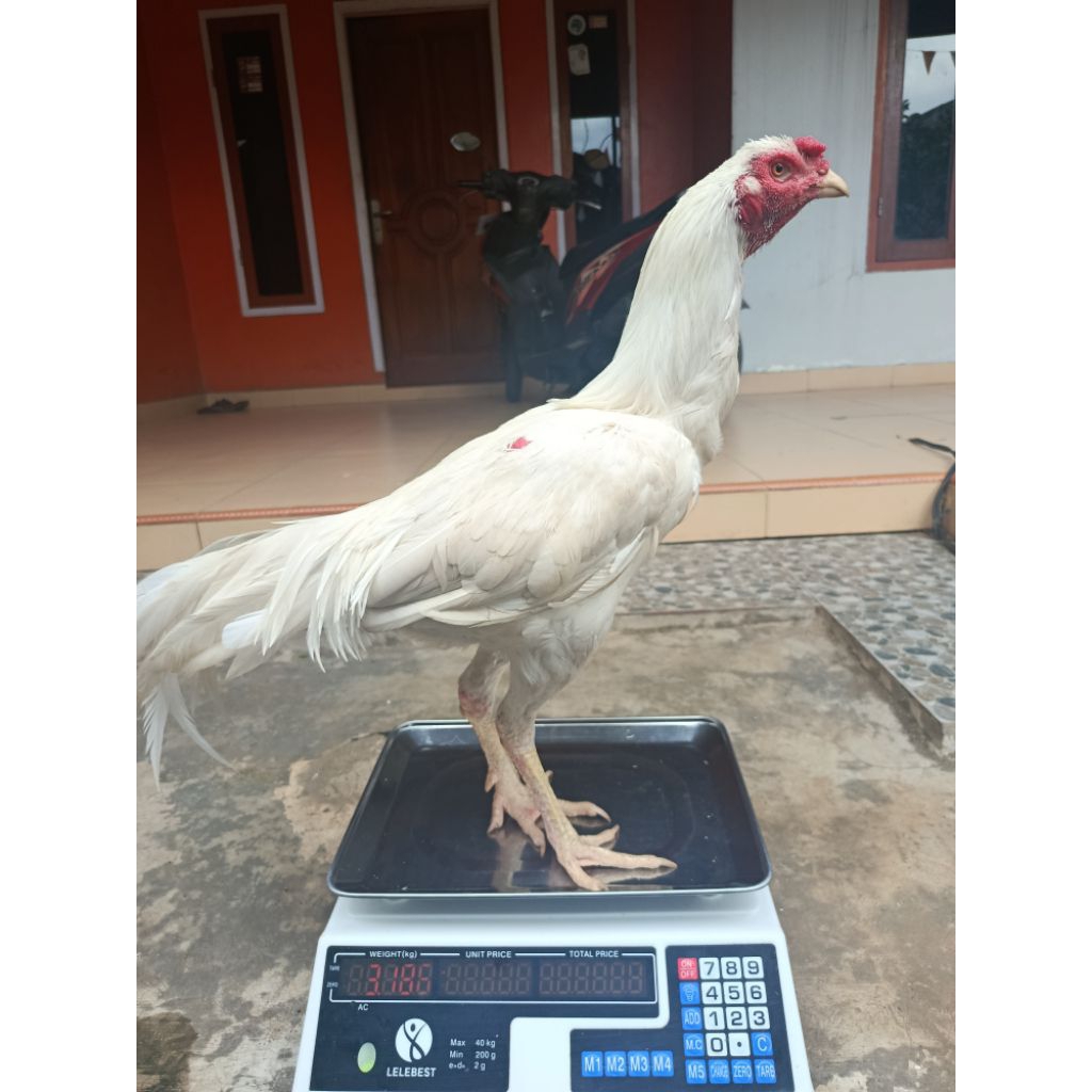 Telur ayam fertil bangkok clasik