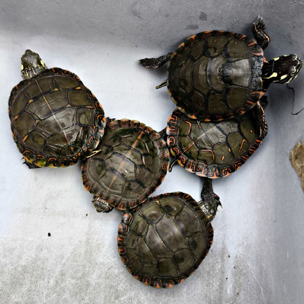 Mainan Anak Kura Kura Picta Picta Painted Turtle Ukuran 6cm Sehat Hidup Normal Hiasan Aquarium Kolam