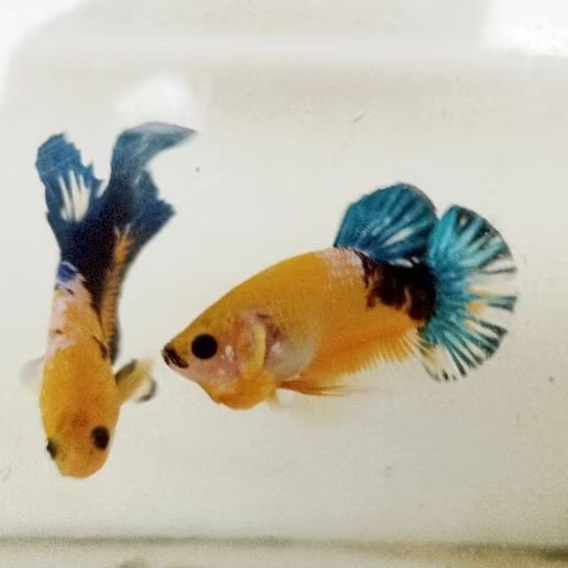 Pk yellow hellboy hiasan kamar