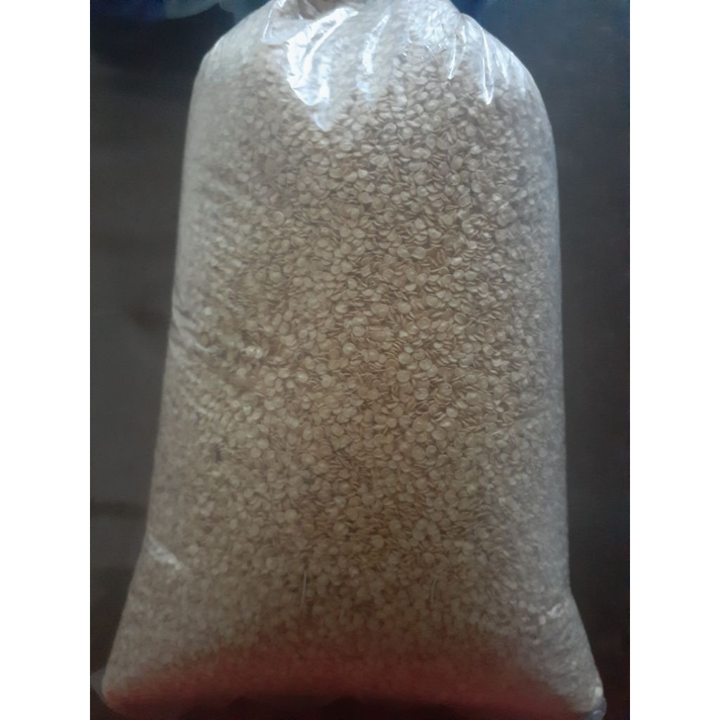 benih cabe lokal putih