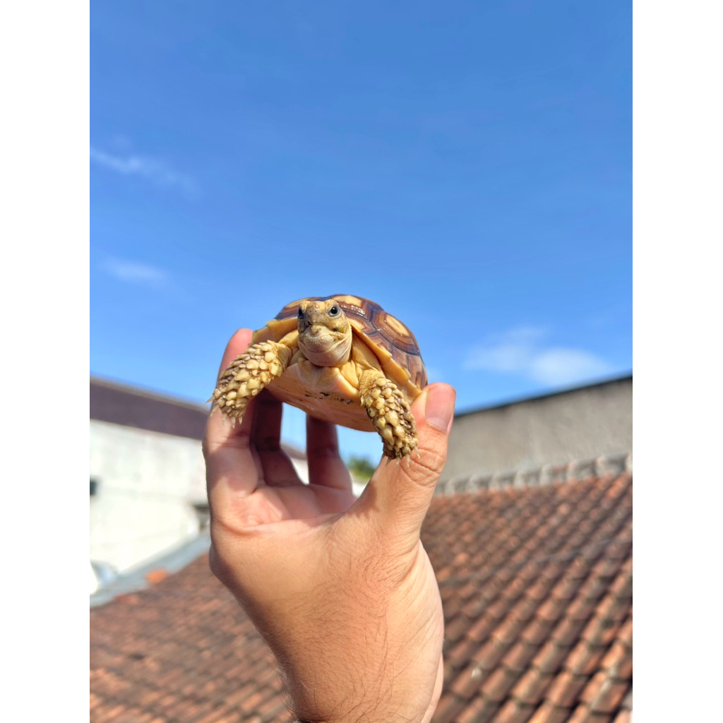 Sulcata Baby asli Grade A