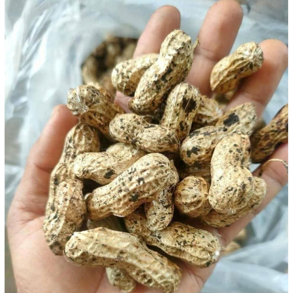 kacang tanah mentah / kacang mentah 1kg