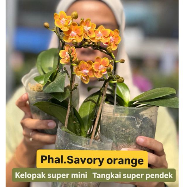 ANGGREK BULAN MINI KONDISI KNOP MEKAR