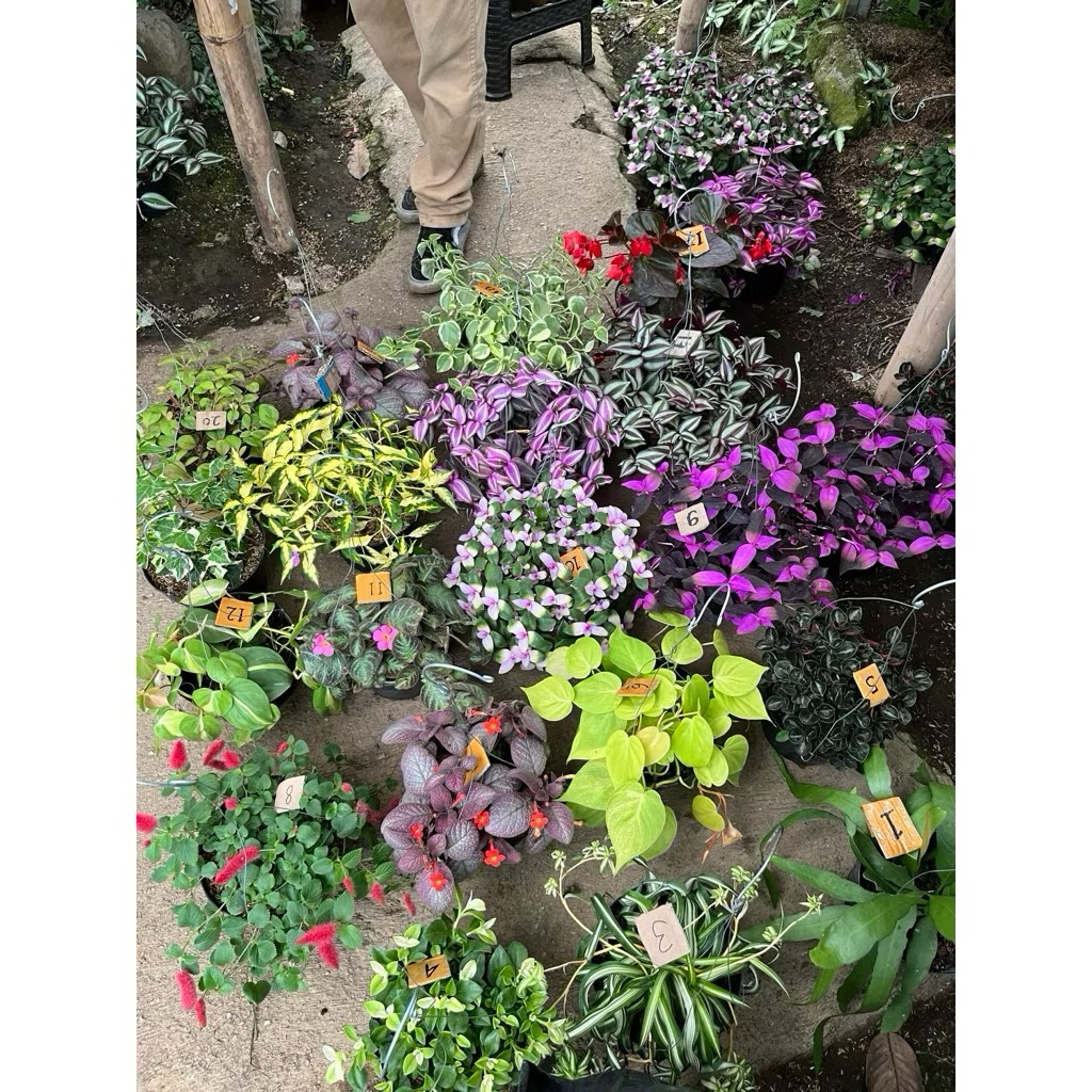 PAKET 4 Tanaman gantung