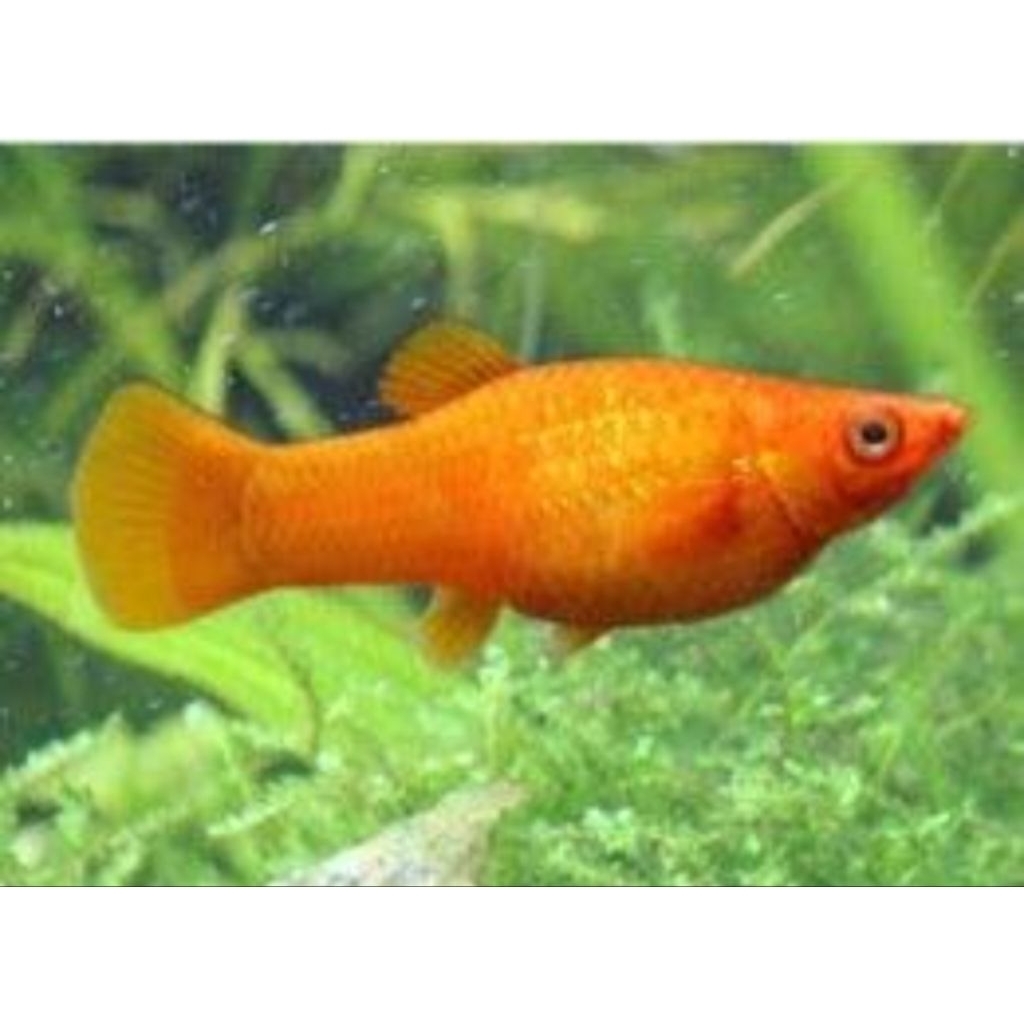 Mainan ikan Molly orange sepasang