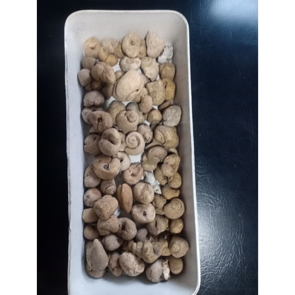 Keong buntet asli alami