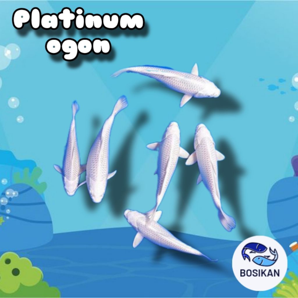 Koi platinum ogon size S (10-15cm)