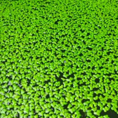 Tanaman Air Mata Lele | Tanaman Air Apung | Tanaman Air Mengapung