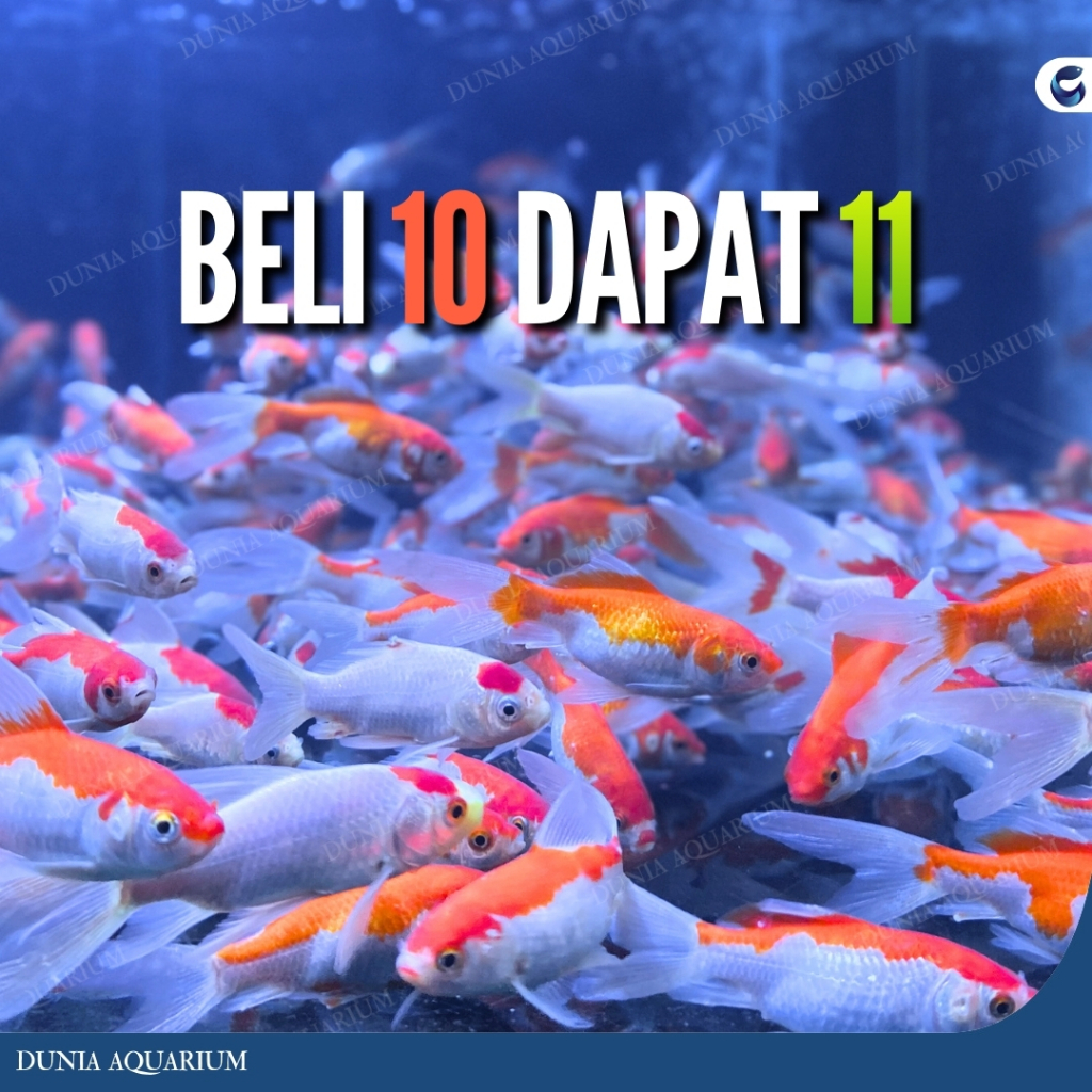 Hiasan Kolam Komet Slayer / Komet Kumpay