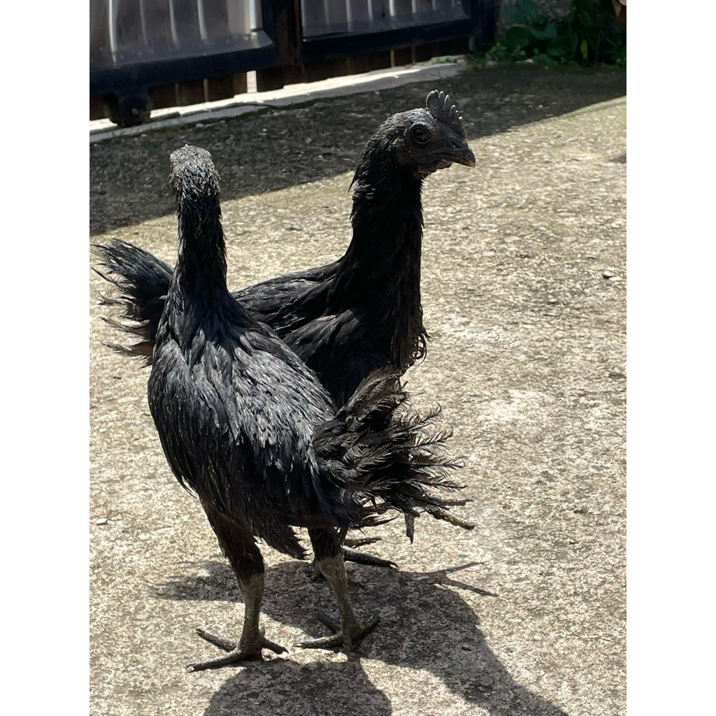 sepasang ayam cemani