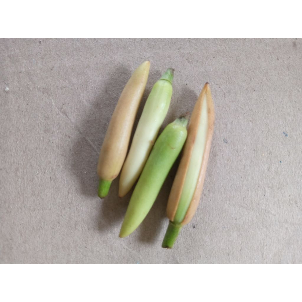 kembang kantil segar baru petik/bunga kantil segar sangat fresh