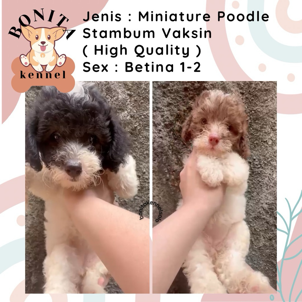 Particolor Miniature Poodle Stambum Anak Anjing Poodle Jantan Betina