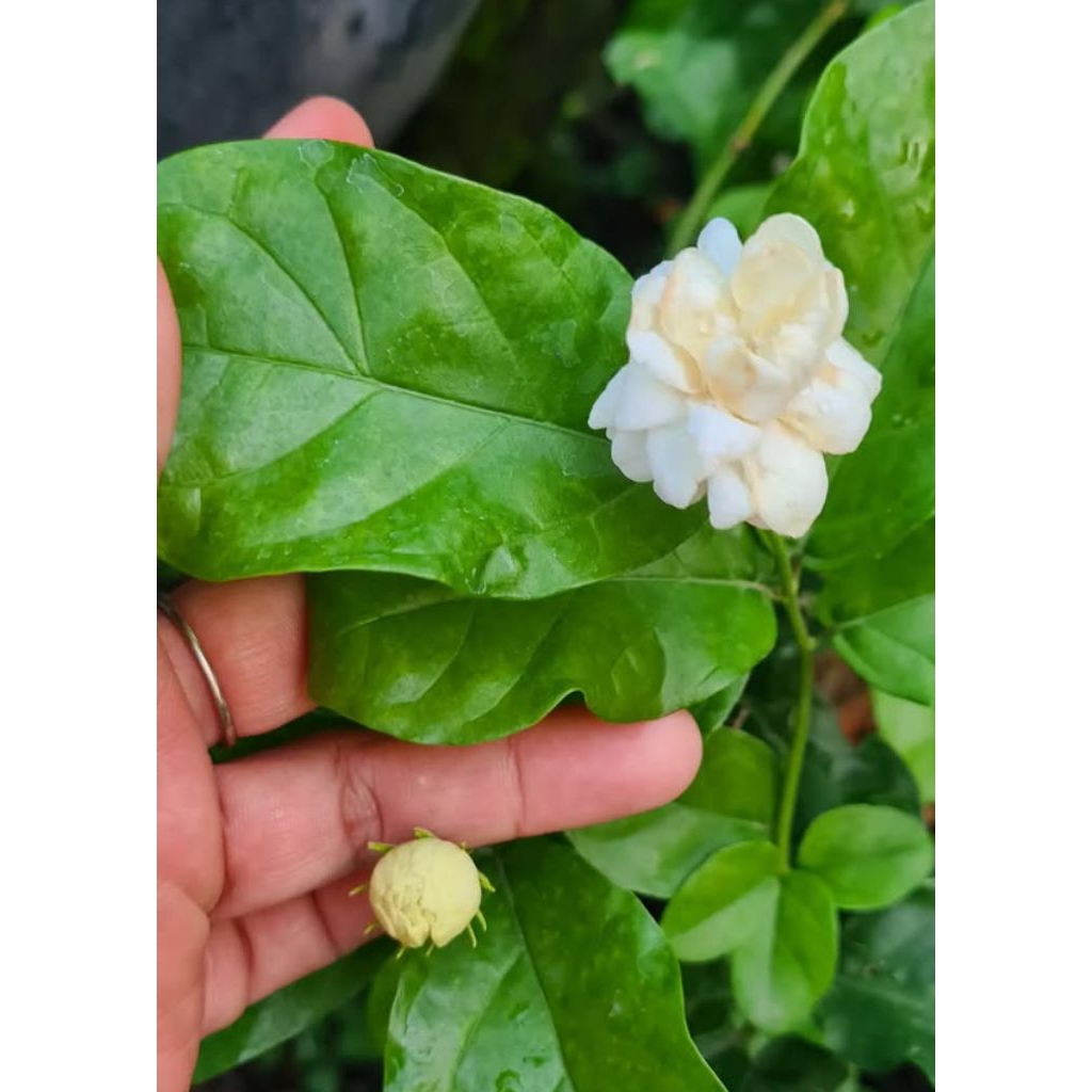 Tanaman Melati Pengantin|Melati Bunga Wangi