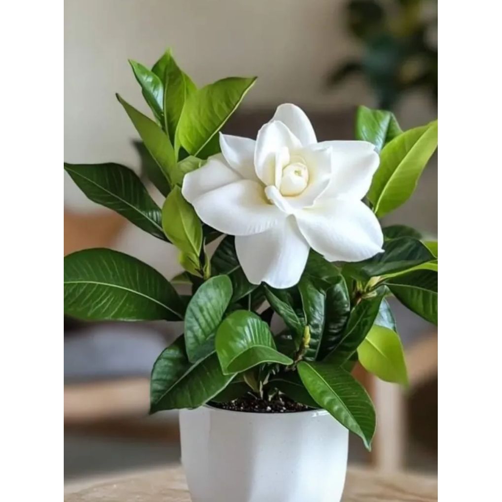 Tanaman Gardenia|Melati Gardenia Bunga Besar|Bunga Wangi