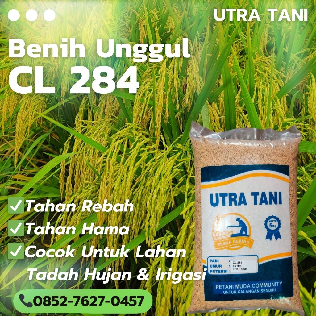 Benih padi unggul CL284 5 Kg Utra Tani