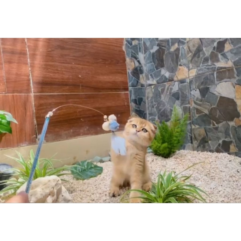 Scootish fold jantan