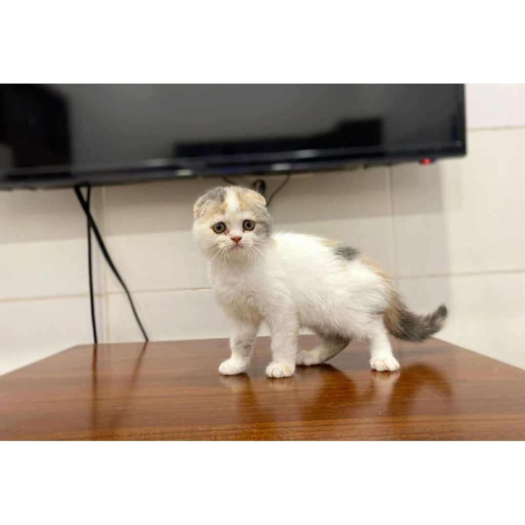 Scootish fold betina