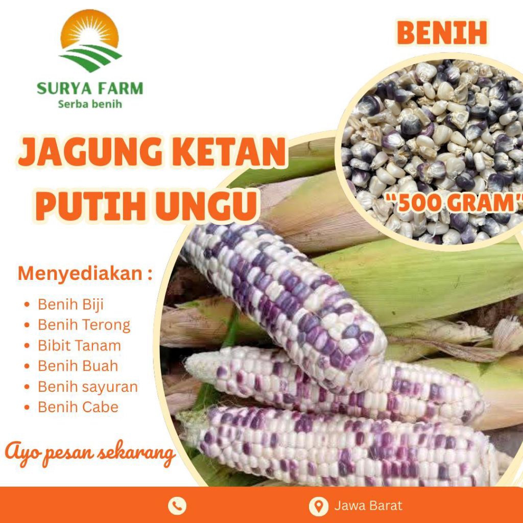 Benih Biji Jagung Ketan Putih Ungu Surya Farm Kemasan/Bibit Jagung Ketan Putih Ungu Super