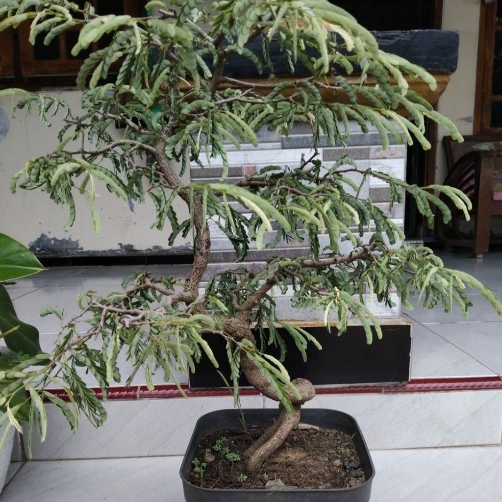 bonsai asem jawa