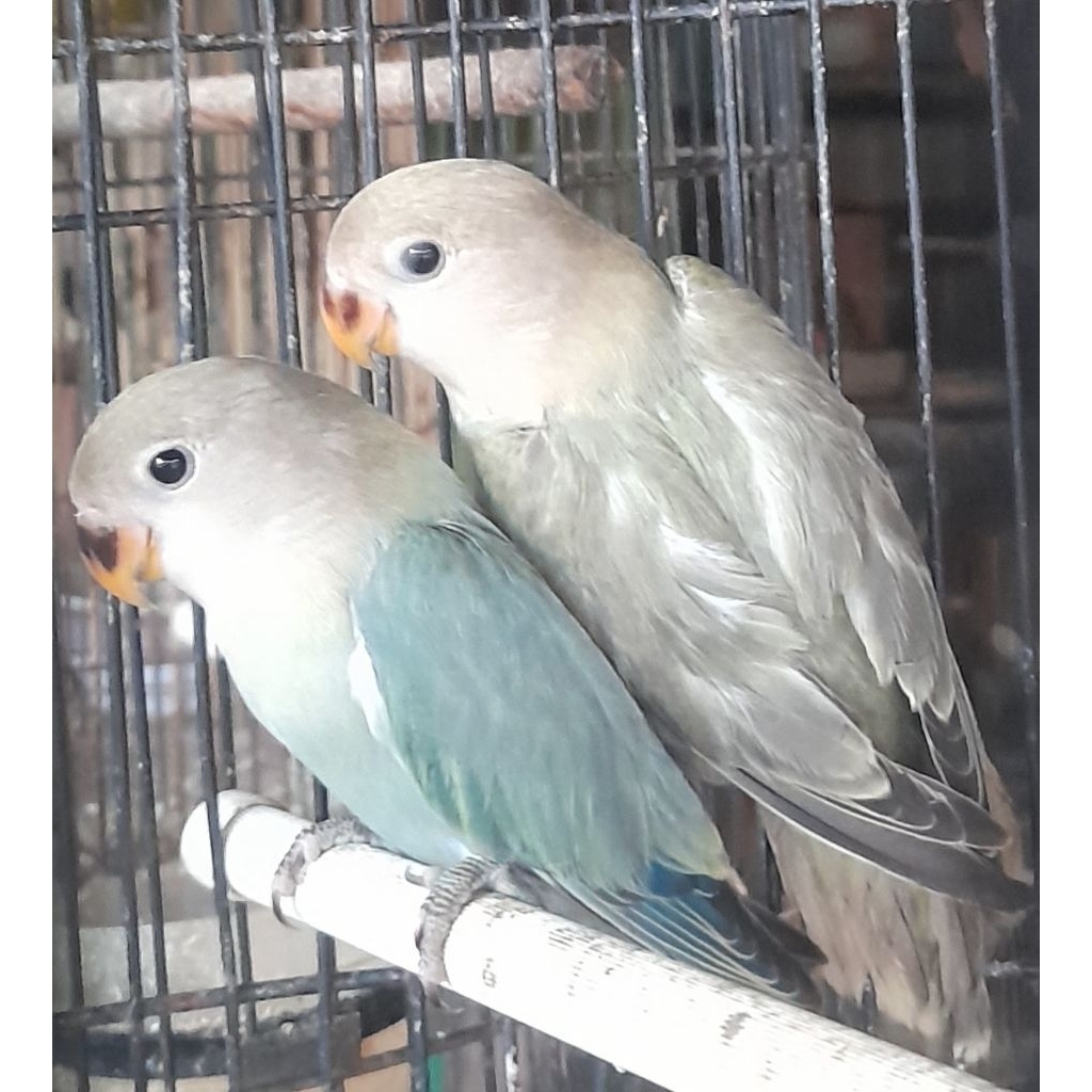 BURUNG LOVEBIRD NK PAUD satuan