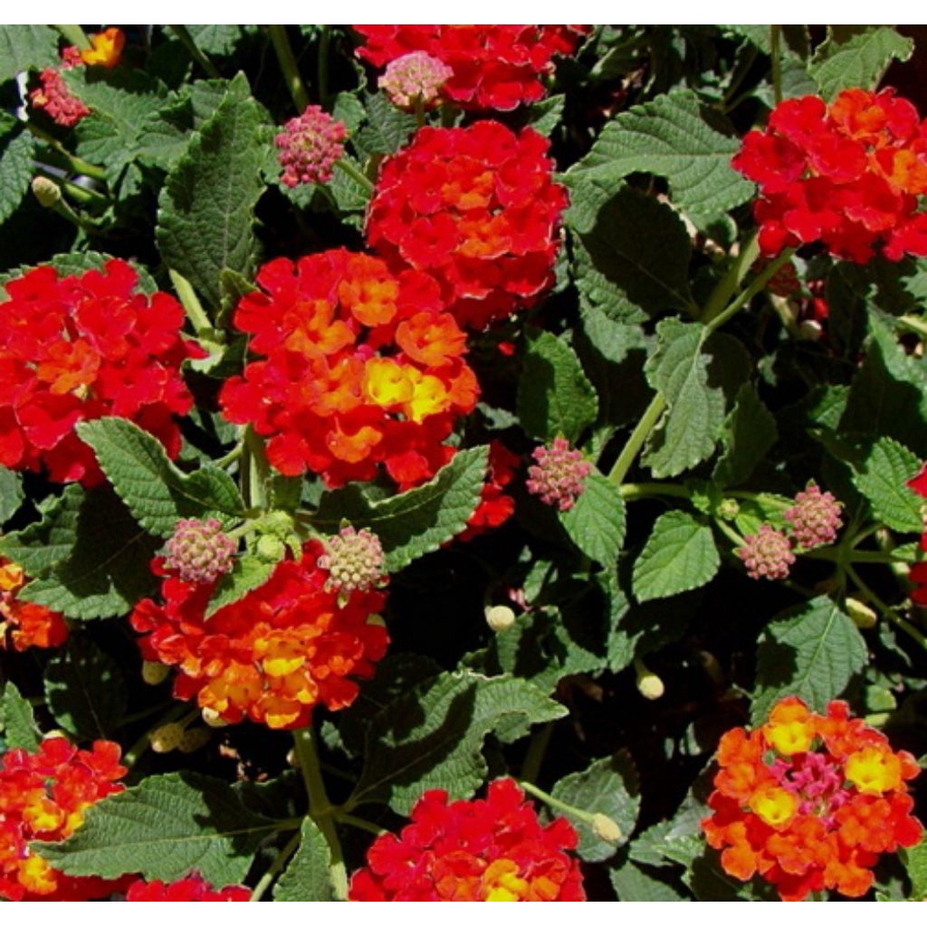 Tanaman Lantana | Panda Mulya | Lantana