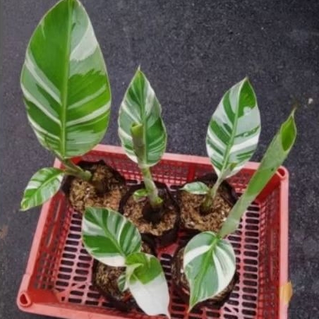 Tanaman Hias Pisang Variegata - Pisang Florida - Pisvar