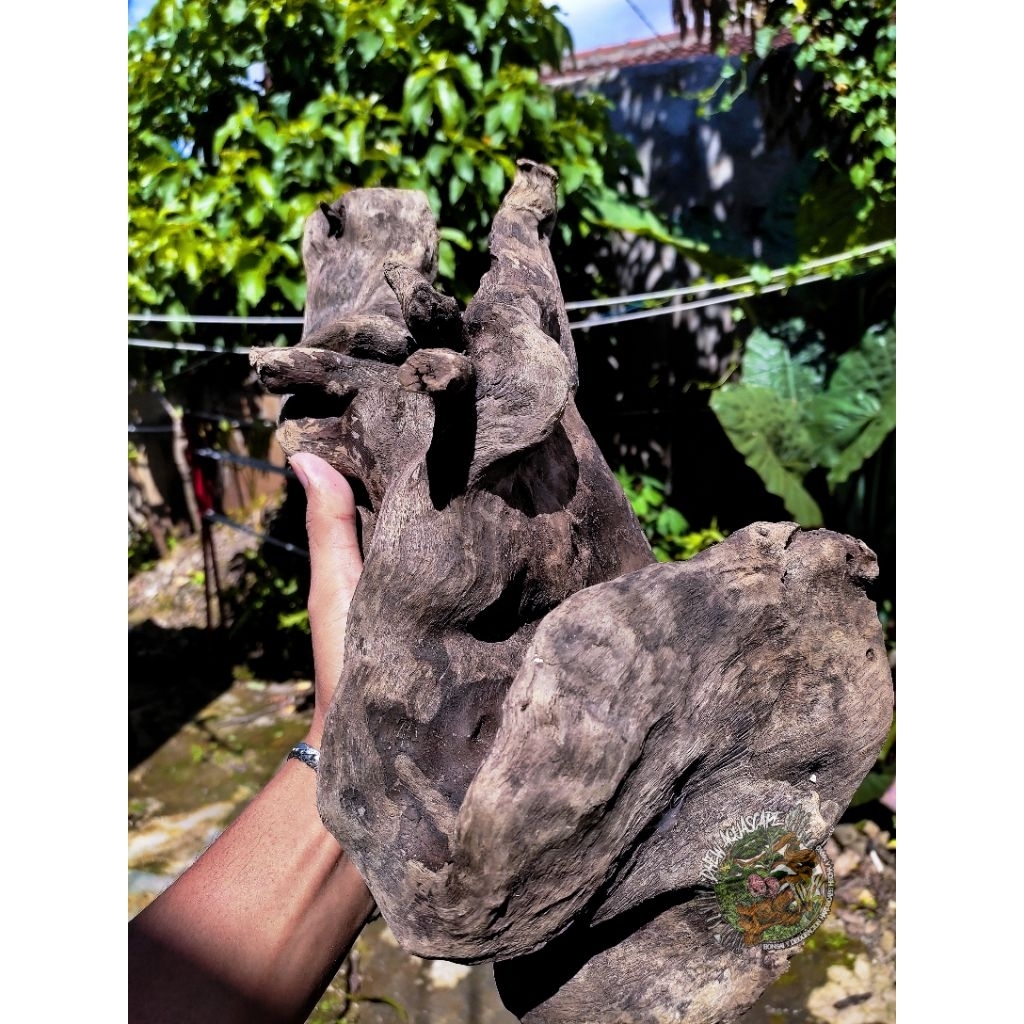 kayu santigi laut santigi sudah tenggelam kayu santigi bonggol kayu aquascape aquarium reptil
